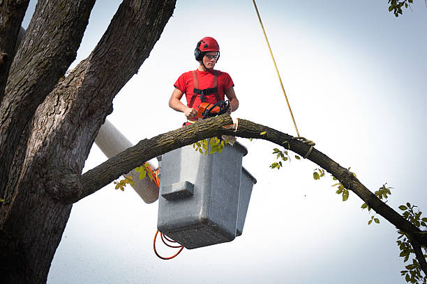 The Steps Involved in Our Tree Care Process in Shelley, ID